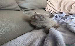 British Shorthair cats for sale: British blue shorthair kittens  - Image 8