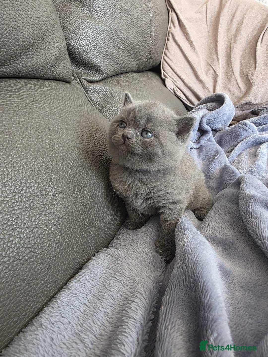British Shorthair cats for sale: British blue shorthair kittens  - Image 8