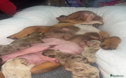 English Bulldog dogs for sale: KC REGISTED TOP BLOODLINE  - Image 2