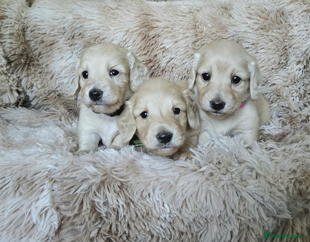 Miniature Dachshund dogs for sale: Beautiful long haired mini dachshunds - Advert 4