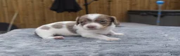 Miniature Dachshund dogs for sale: Long haired miniature dachshund  - Advert 10
