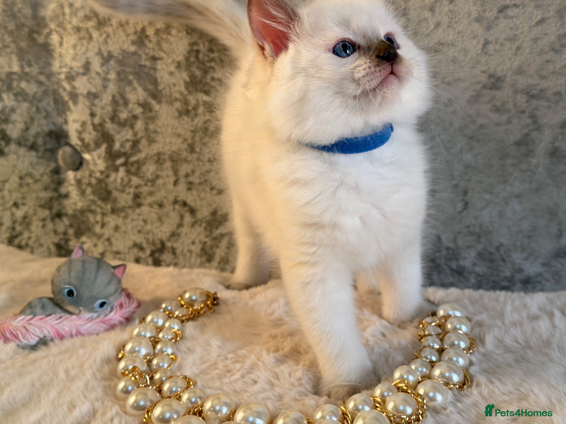 Ragdoll cats Stunning 🌟 Ragdoll Kittens 🌟  - Advert 2
