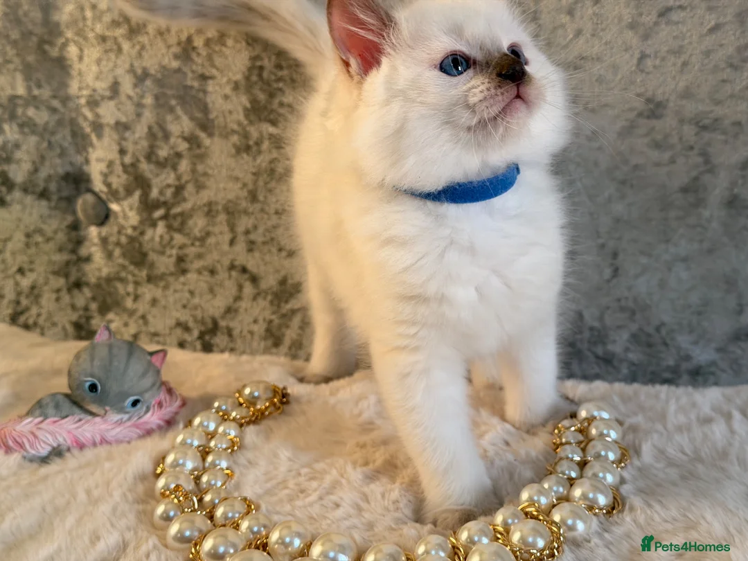Ragdoll cats for sale: Stunning 🌟 Ragdoll Kittens 🌟  - Advert 2