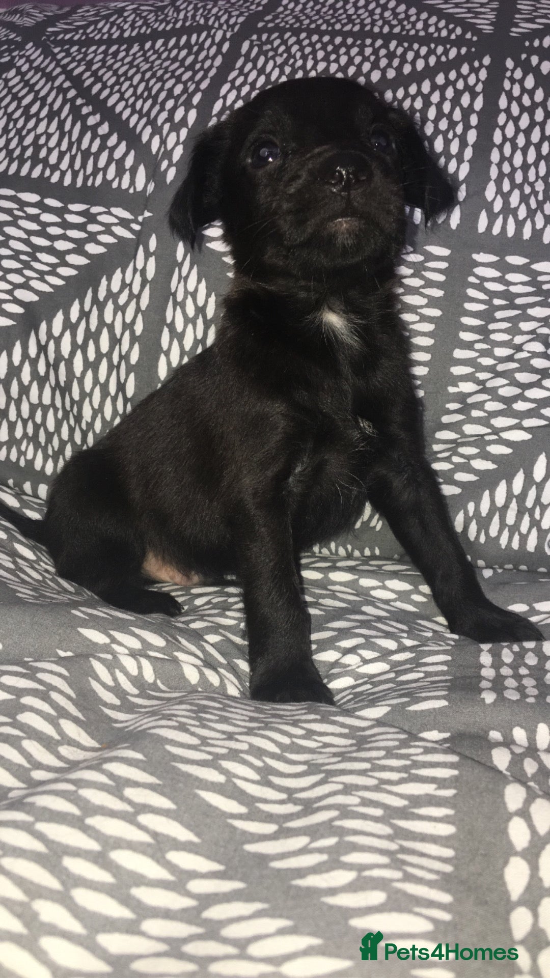 Mixed Breed dogs for sale: 8 cocker spaniel mixed breed puppy's  - Image 7