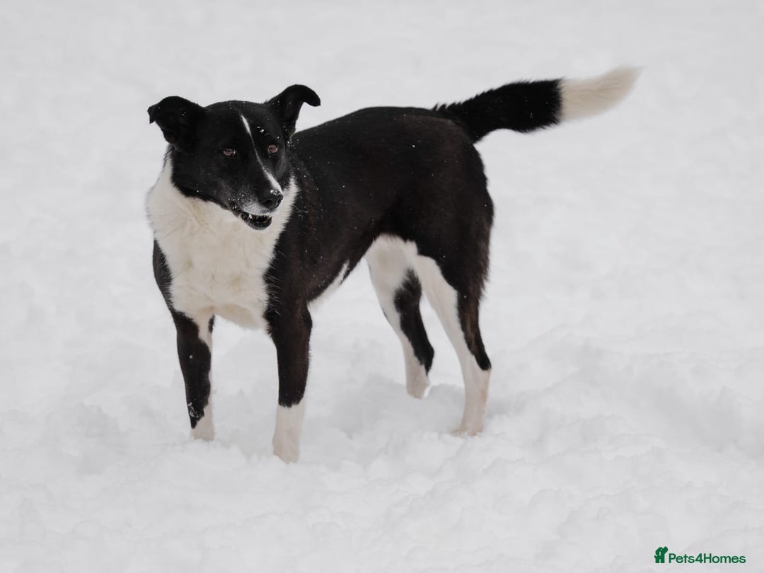 Mixed Breed dogs for adoption: ❤️Zoria❤️- medium-sized 2-year-old sunny girl  - Advert 12