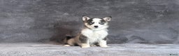 Pomsky dogs for sale: F3 blue eyes perfect husky markings Pomsky puppies - Advert 7