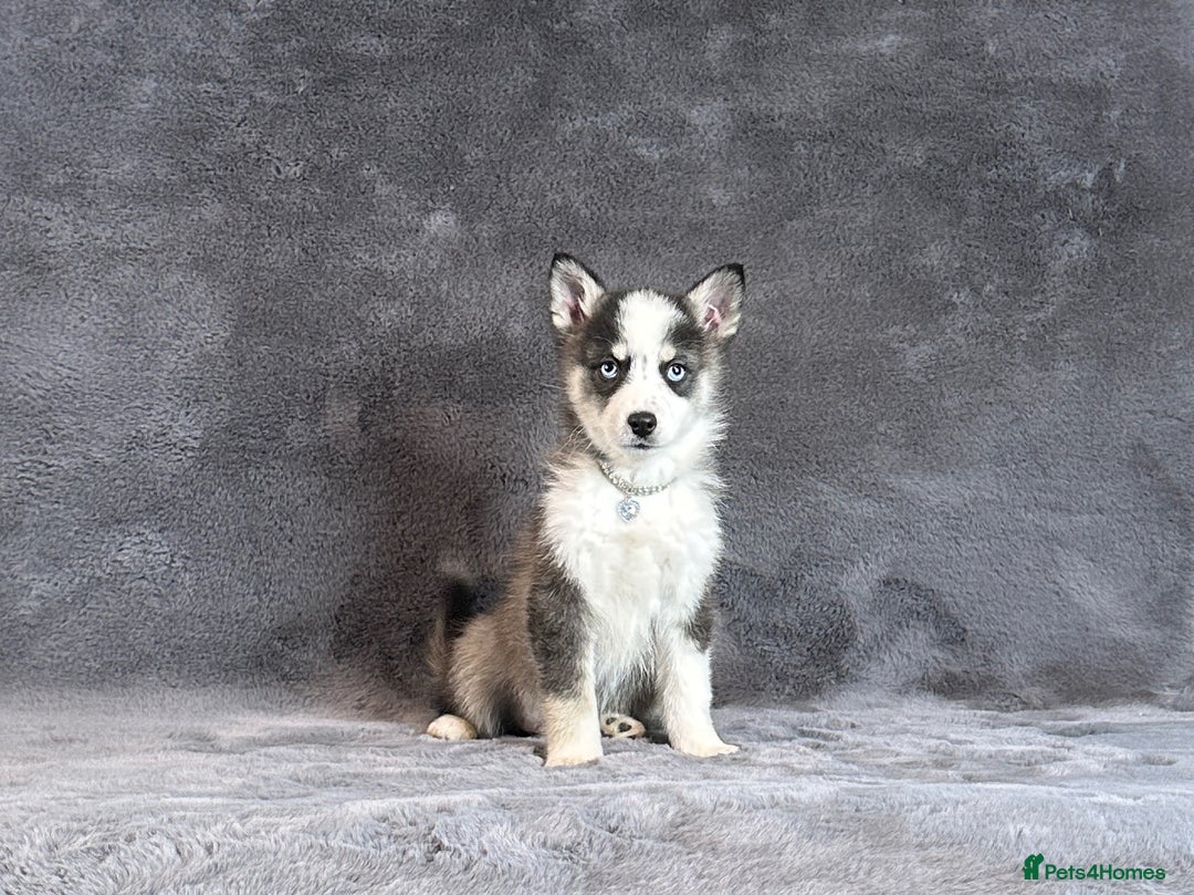 Pomsky dogs for sale: F3 blue eyes perfect husky markings Pomsky puppies - Advert 7