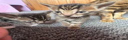 Bengal cats for sale: Half bengal kittens  in Spalding - Advert 8