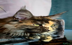 Maine Coon cats for sale: Two beautiful blue smoked mainecoon girls 4 sale  - Image 22