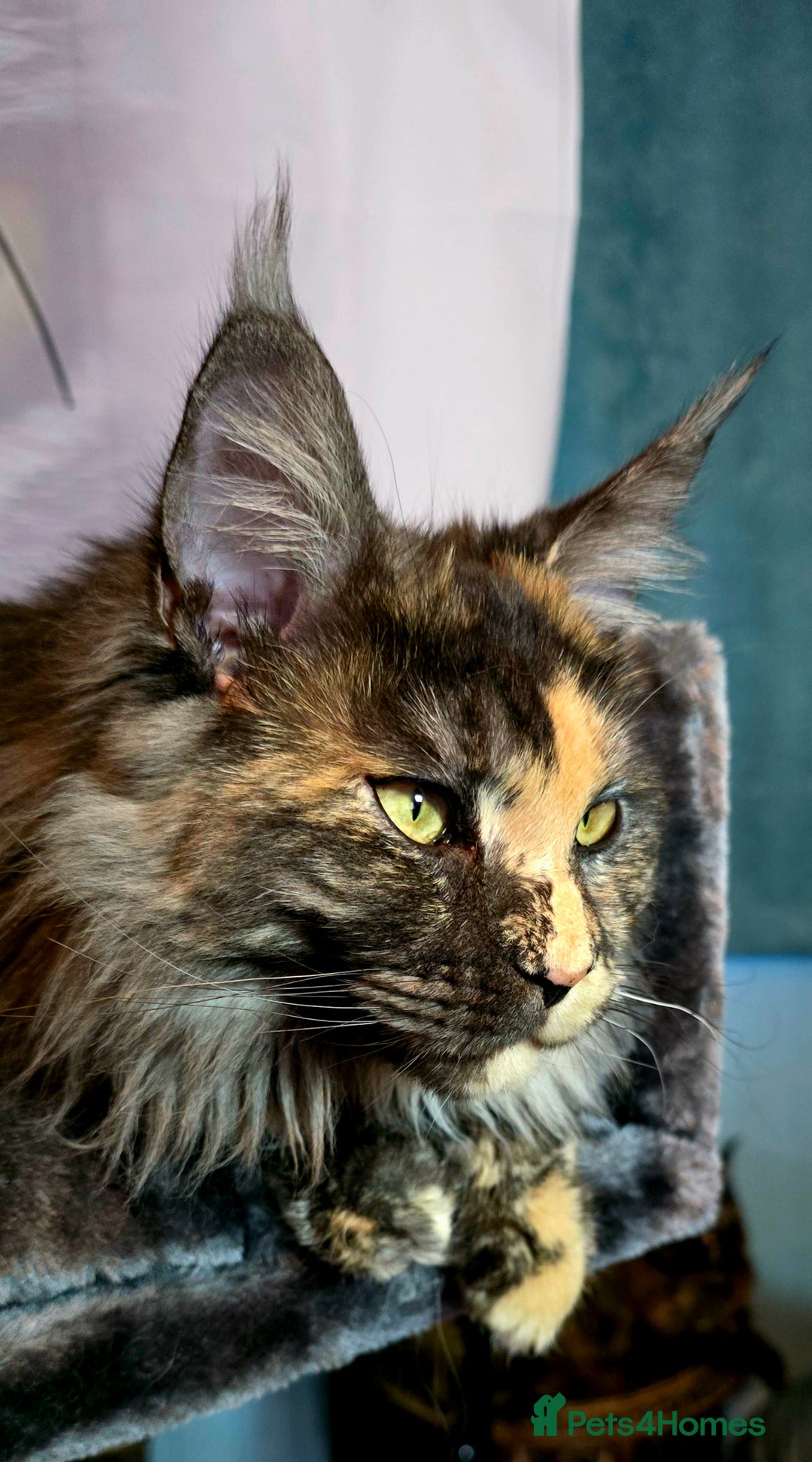 Maine Coon cats for sale: Two beautiful blue smoked mainecoon girls 4 sale  - Image 22