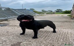 Staffordshire Bull Terrier dogs for sale: Quality Black to blue Staffordshire bull terrier - Image 16