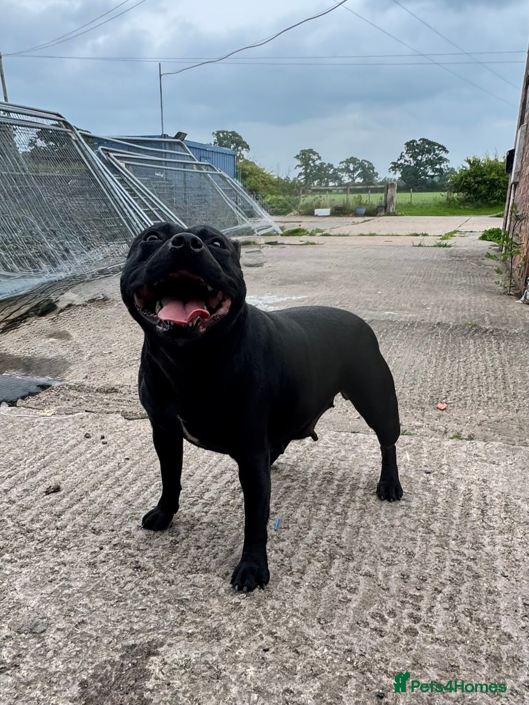 Staffordshire Bull Terrier dogs for sale: Quality Black to blue Staffordshire bull terrier - Image 16