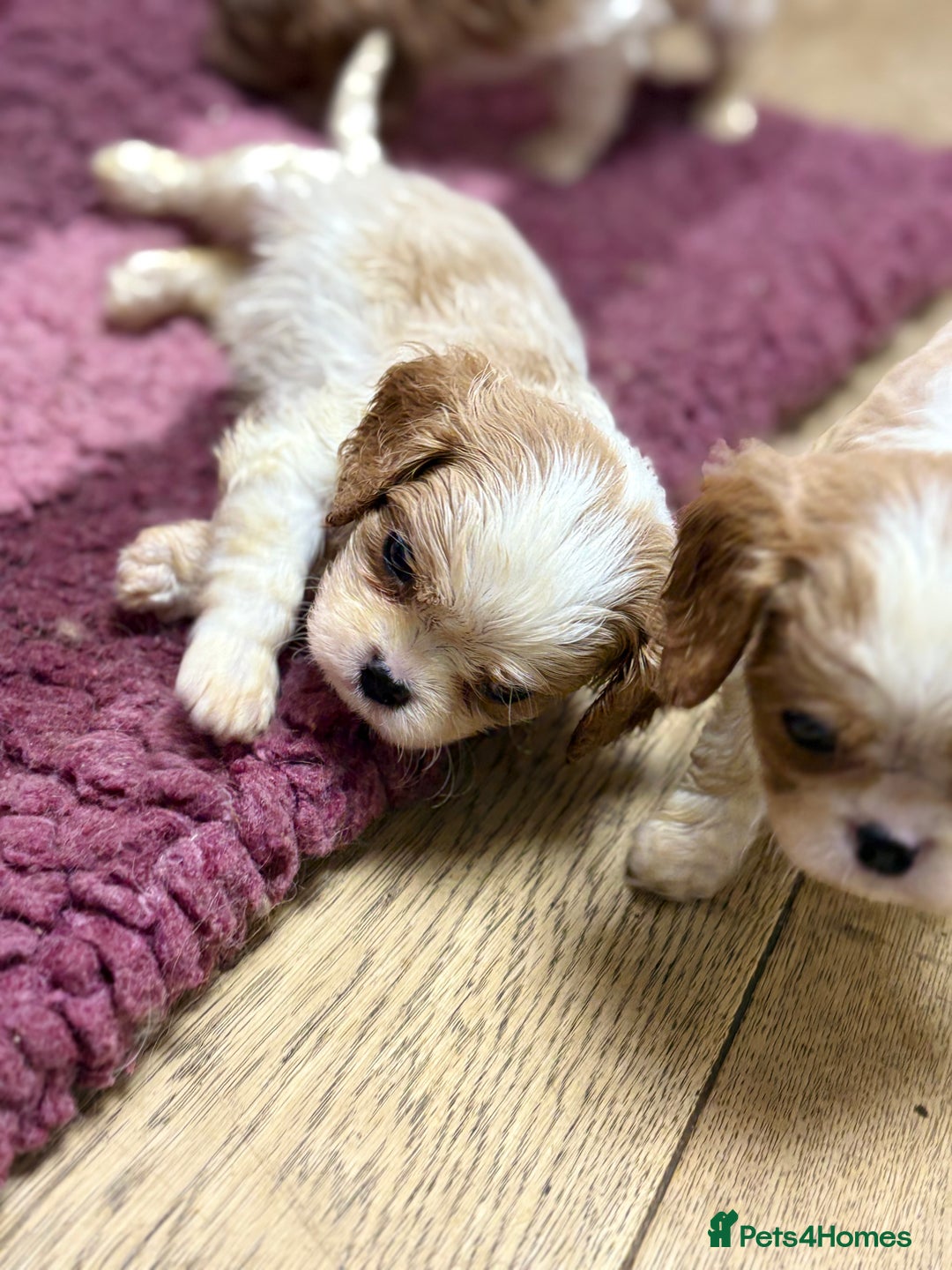 Cavalier King Charles Spaniel dogs for sale: Specialist Health Tested Cavalier King Charles  - Advert 8