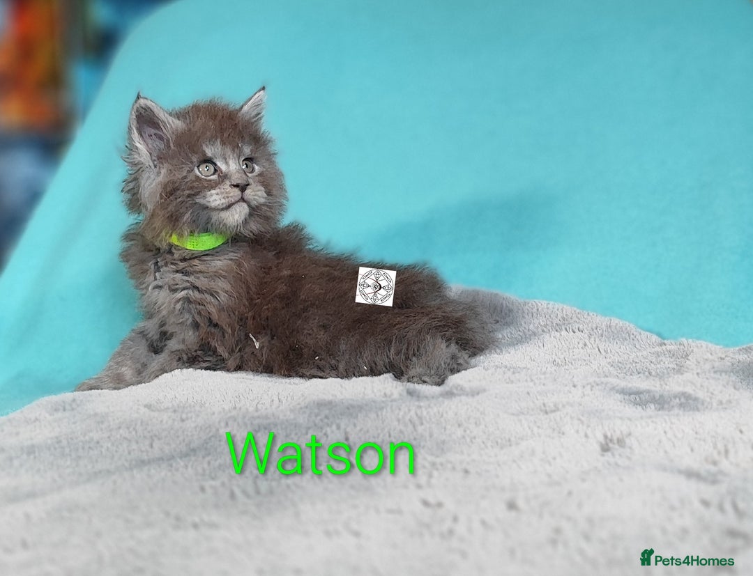 Maine Coon cats for sale: XXL beautiful pedigree kittens  - Advert 4