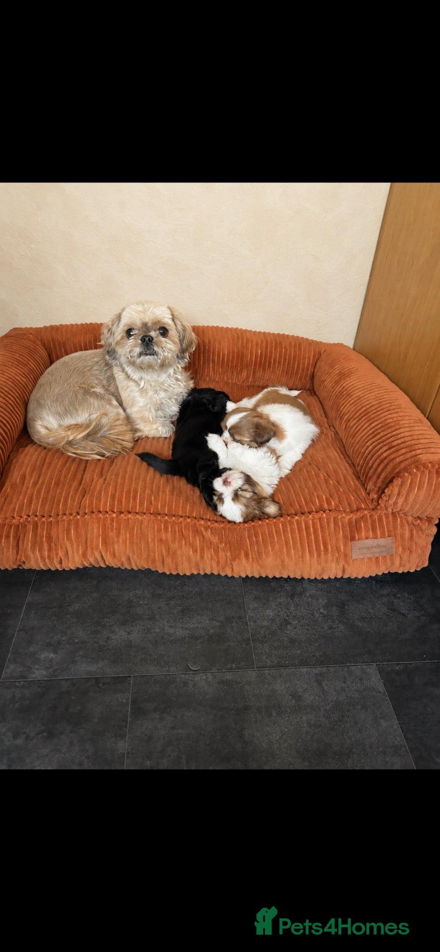 Shih Tzu dogs Beautiful Shih Tzu Puppies Ready 23rd October - Advert 5