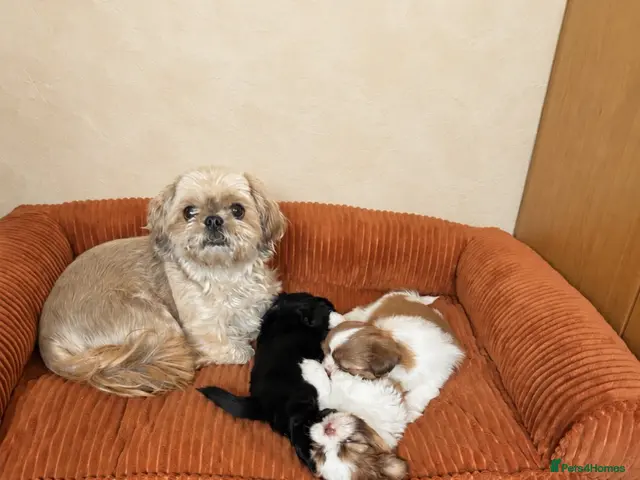 Shih Tzu dogs for sale: Puppies Ready for forever Homes - Advert 1