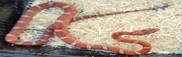 Corn Snake reptiles for sale: Dec 2025 bloodred/toffee bloodred corn snakes - Advert 4