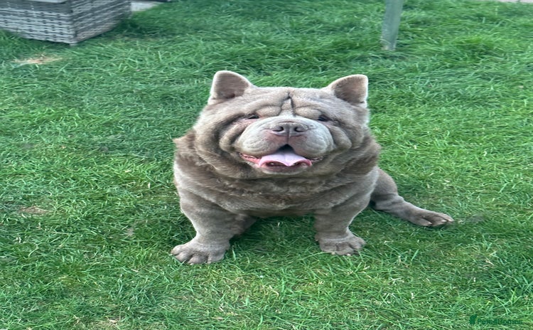 Chow Chow dogs - Advert 4