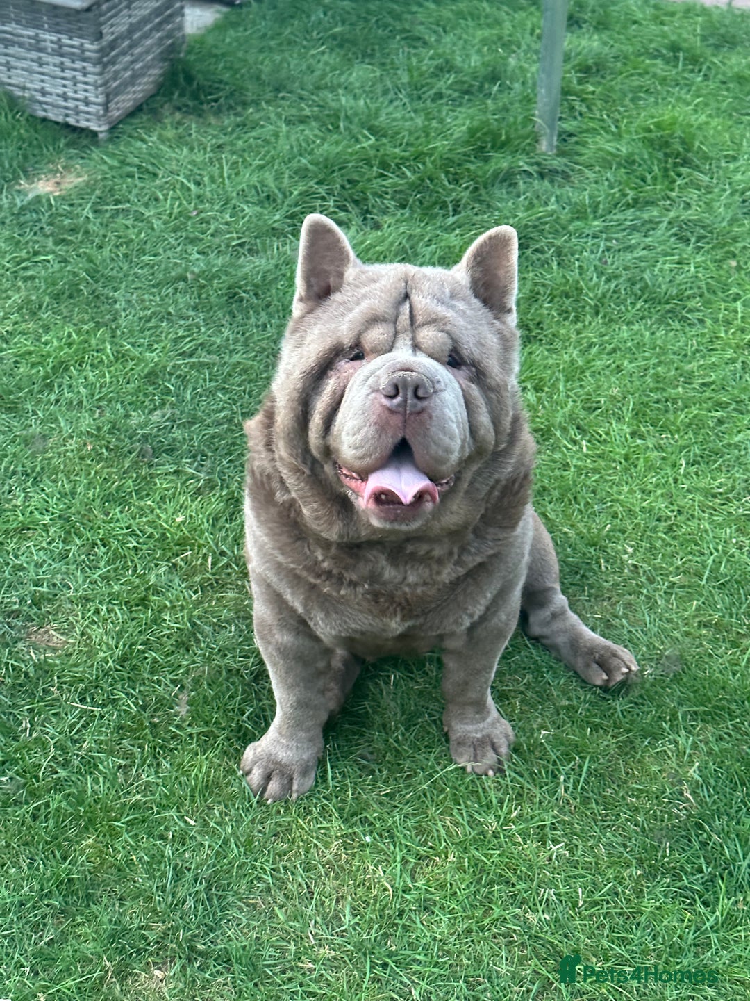 Chow Chow dogs for sale: Smooth coat Boy  - Image 1