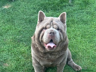 Chow Chow dogs - Advert 10