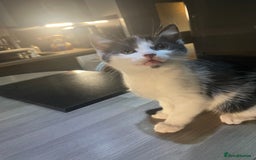 Siamese cats for sale: 3 female kittens  - Image 2