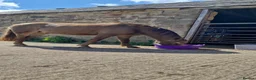 Riding pony horses for sale: Dutch show pony  - Advert 4