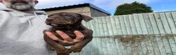 Mixed Breed dogs for sale: Mum bull mix dad European Doberman Bullderman pups in Swansea - Advert 6