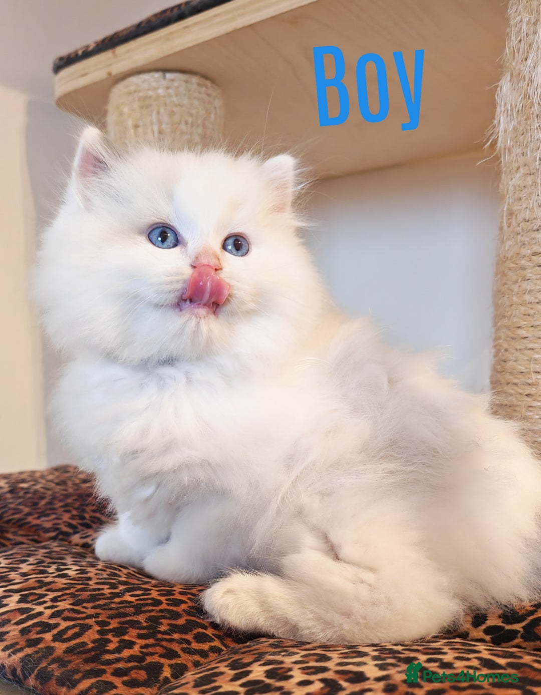 Ragdoll cats for sale: GCCF REGISTER KITTENS  - Advert 13