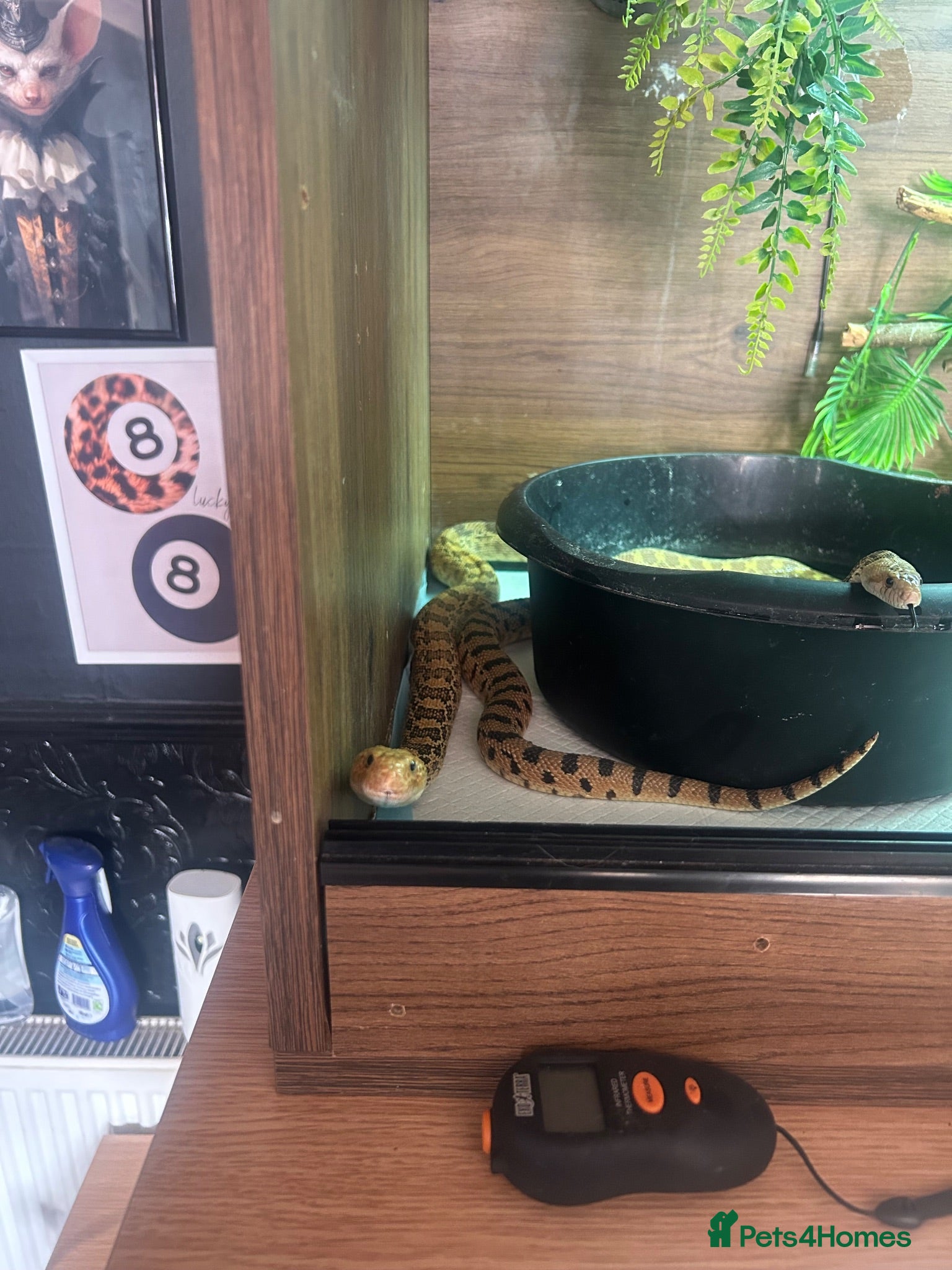 Snake reptiles 1.1 pair Bull snakes  - Advert 1