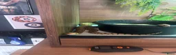 Snake reptiles for sale: 1.1 pair Bull snakes  - Advert 1