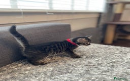 Bengal cats for sale: Charcoal Bengal kitten  - Image 16
