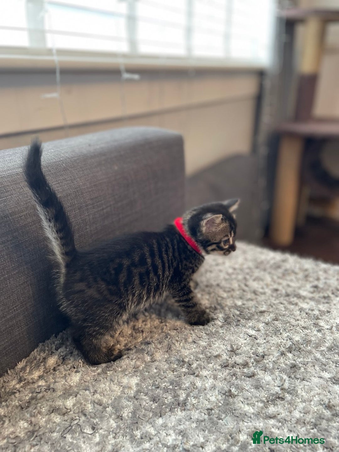 Bengal cats for sale: Charcoal Bengal kitten  - Image 16