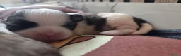 Shih Tzu dogs for sale: Little puppies are looking for lovely home - Advert 8