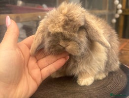 Mini Lop rabbits PURE BRED mini lops - Advert 6