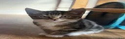 British Shorthair cats for sale: Adorable Kittens Looking for Loving Homes - Advert 12