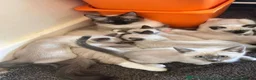 Ragamese cats for sale: Two Beautiful Ragamese Girls Ready To Leave Now - Advert 7
