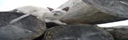 Siamese cats for sale: Adorable Siamese Kittens in Inverness - Advert 7