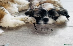 Lhasa Apso dogs for sale: 6 beautiful Lhasa Apso puppies - Image 7