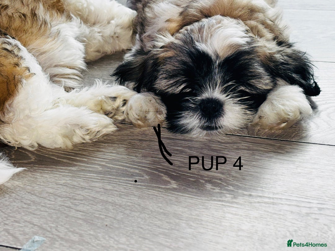 Lhasa Apso dogs for sale: 6 beautiful Lhasa Apso puppies - Image 7