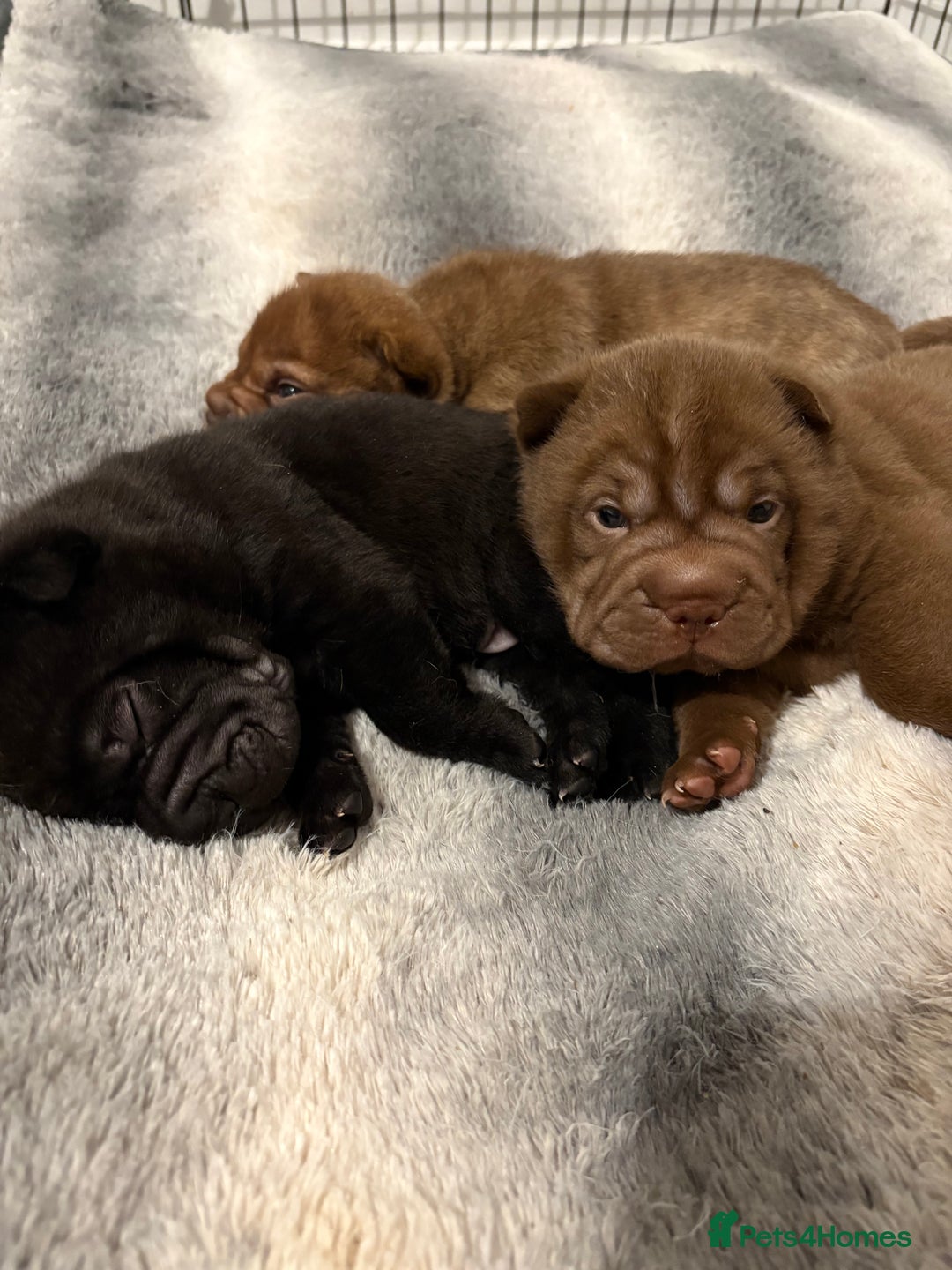 Shar Pei dogs for sale: Stunning Shar Pei Pups - Image 7