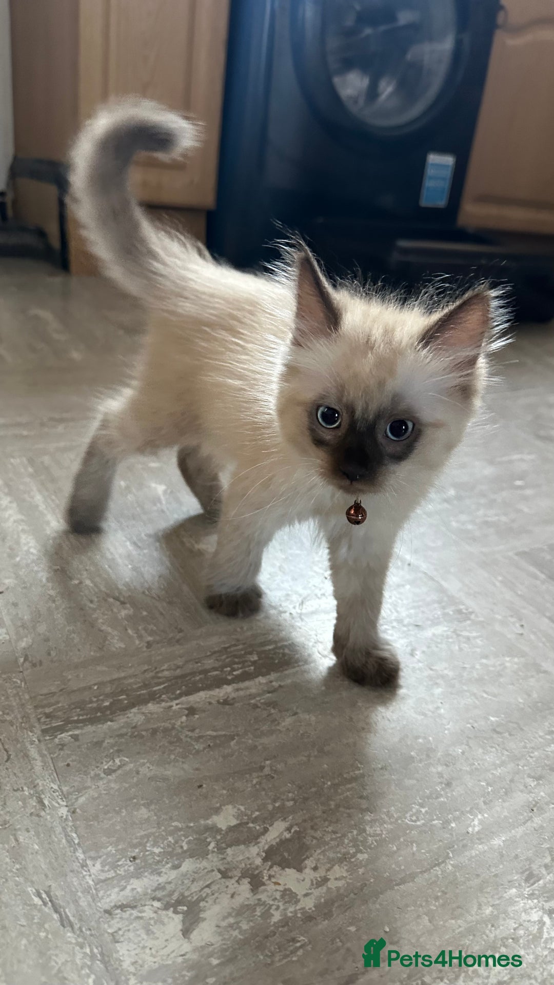 Mixed Breed cats for sale: White Gray and Ragdoll Kittens - Image 37