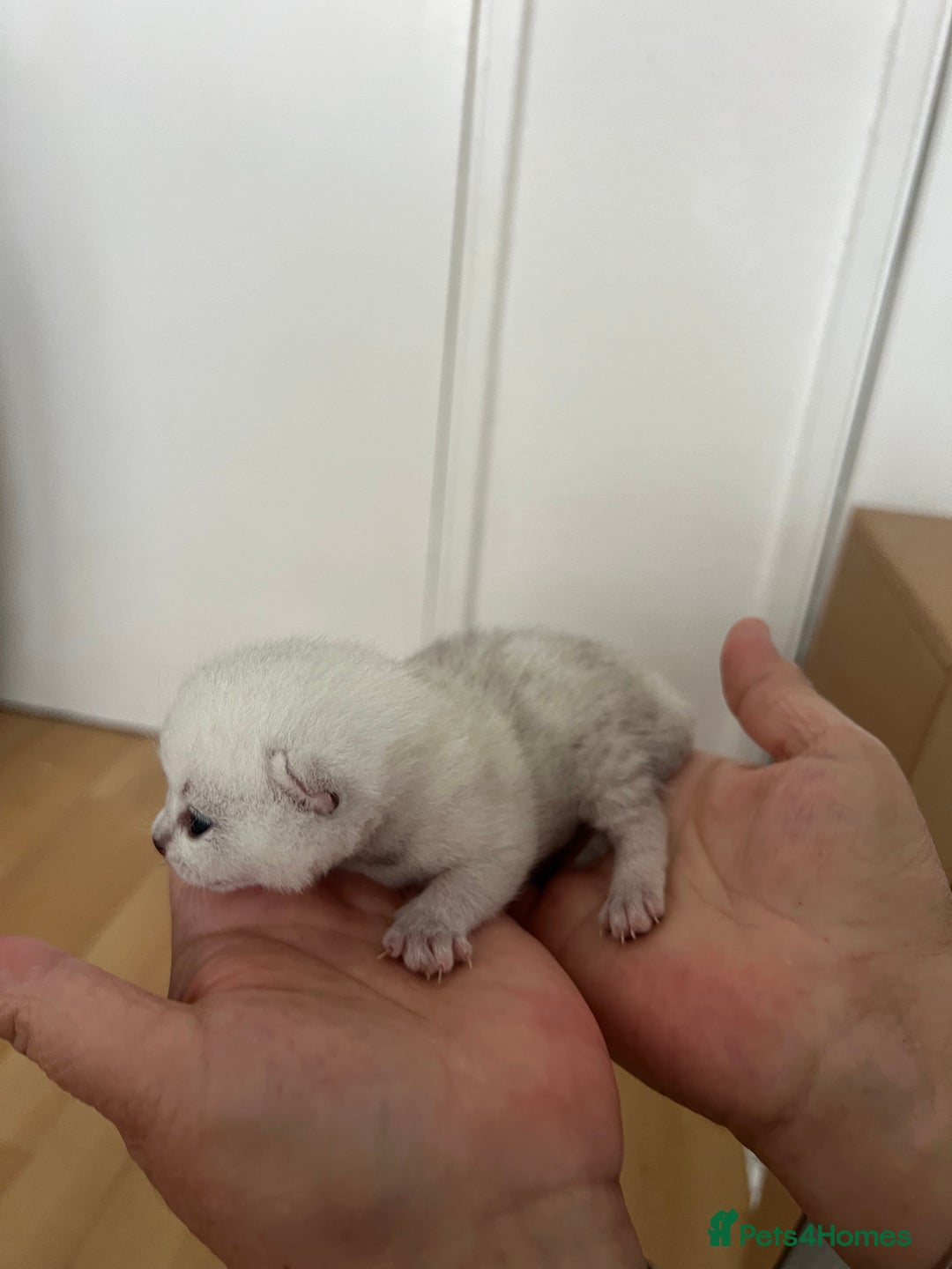 British Shorthair cats for sale: BSH Silver Tabby kittens for Sale! - Image 16