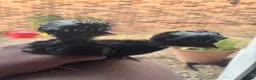 Ducks poultry for sale: Polish bantams/hen and chicks  - Advert 4