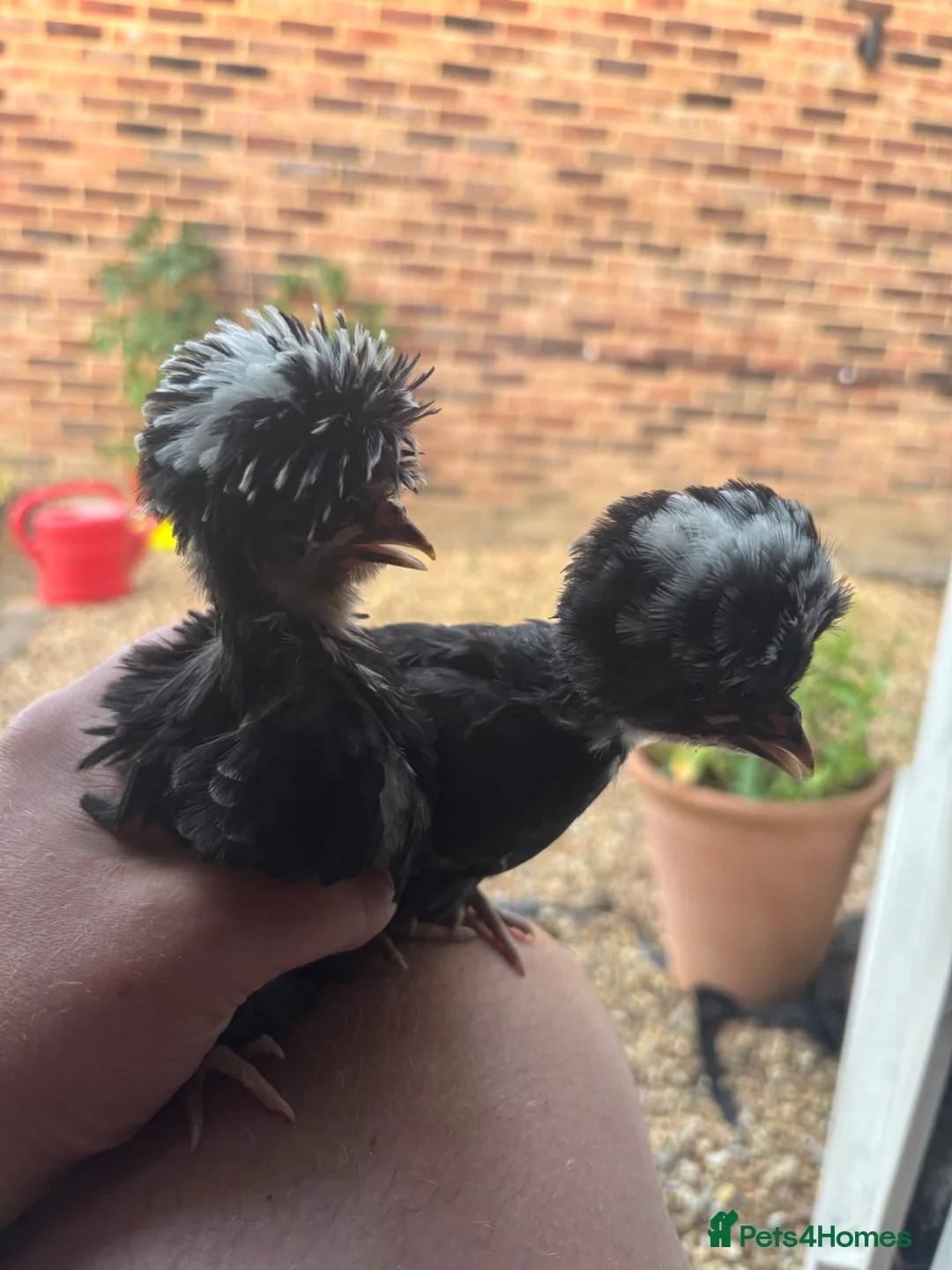 Ducks poultry for sale: Polish bantams/hen and chicks  - Advert 4