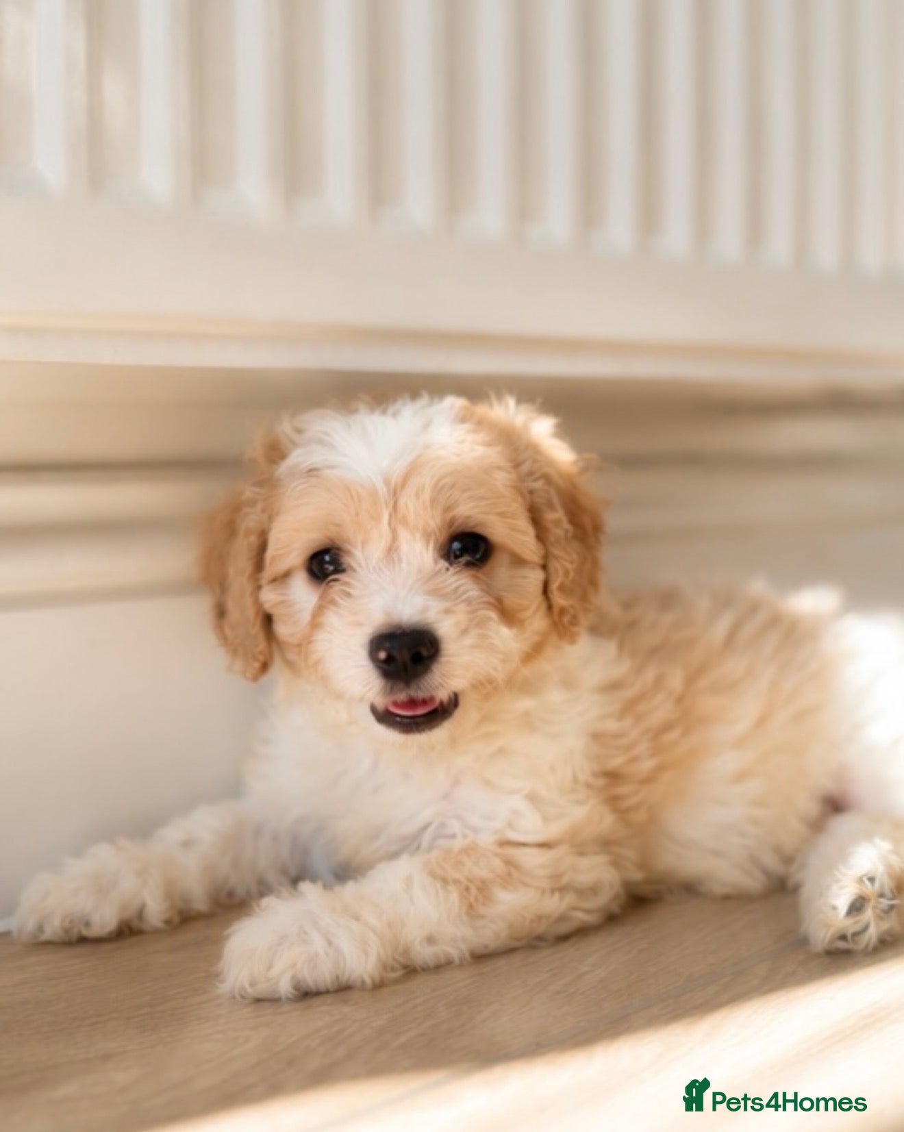 Cavachon dogs 💕 READY NOW GIRLS ONLY  💕 - Advert 1