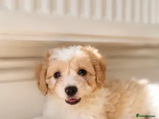 Cavachon dogs 💕 READY NOW GIRLS ONLY 💕 - Advert 1