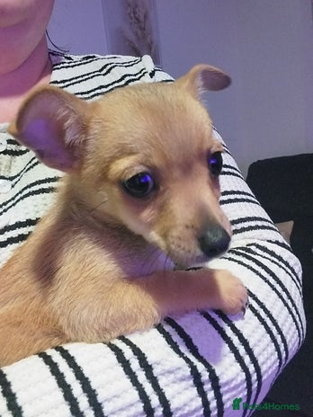 Mixed Breed dogs - Advert 1