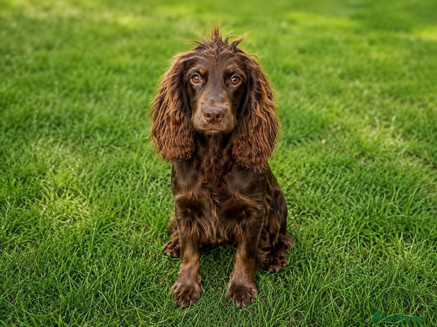 Cocker Spaniel dogs Cocker spaniel puppies - Advert 2