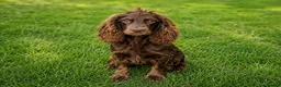 Cocker Spaniel dogs for sale: Cocker spaniel puppies in Cambridge - Advert 2