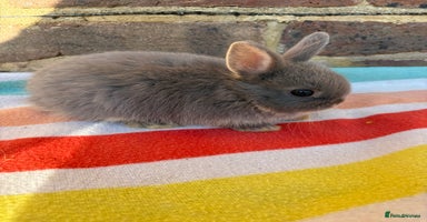 Netherland Dwarf rabbits - Advert 9